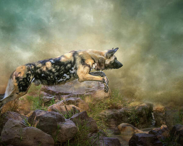 African Wild Dog Poster featuring the digital art The Leap by Nicole Wilde