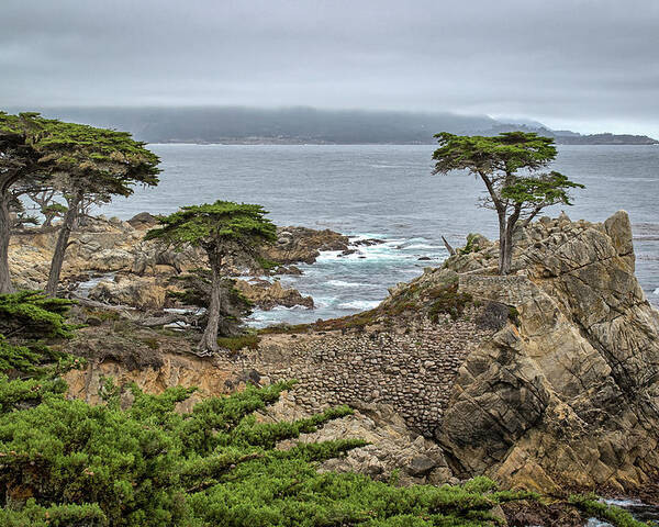 The Lone Cypress Poster featuring the photograph The Lone Cypress by Gary Geddes