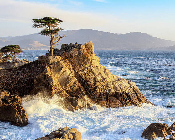 Ngc Poster featuring the photograph The Lone Cypress by Robert Carter