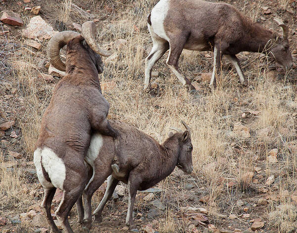 Mating Bighorn Sheep Photograph Poster featuring the photograph The Mating Game by Jim Garrison