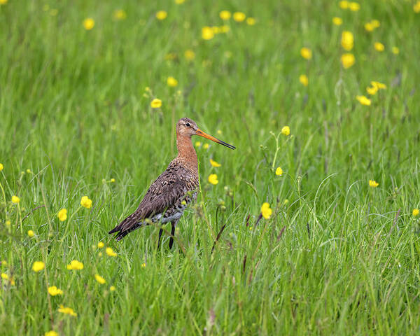 Nature Poster featuring the photograph The Meadow Bird The Godwit by MPhotographer