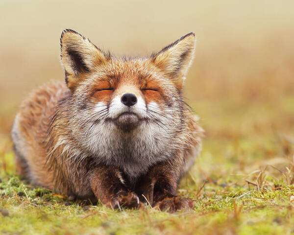 Fox Poster featuring the photograph The Smiling Fox by Roeselien Raimond