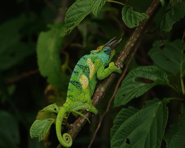 Chameleon Poster featuring the photograph Three-Horned Chameleon by Melihat Veysal