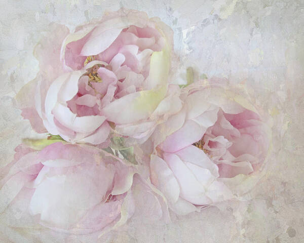 Flower Poster featuring the photograph Three Peonies by Karen Lynch
