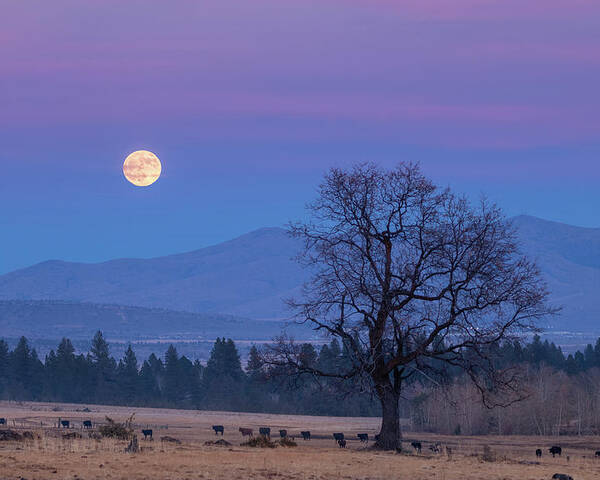 Moonrise Poster featuring the photograph Till the Cows Come Home by Randy Robbins