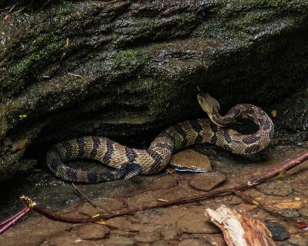 Brevard Poster featuring the photograph Timber Rattler by Melissa Southern