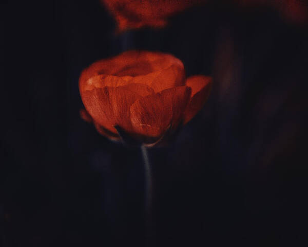Flowers Poster featuring the photograph Touch of red by Yasmina Baggili