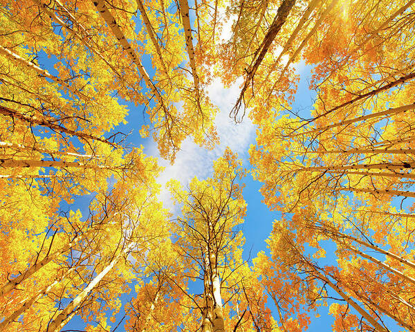 Aspens Poster featuring the photograph Towering Aspens by Darren White