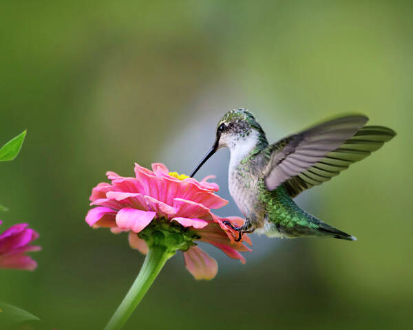 Hummingbird Poster featuring the photograph Tranquil Joy by Christina Rollo