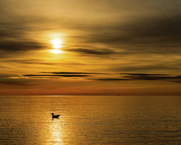 Sunrise Poster featuring the photograph Tranquil Swim by Rich Kovach