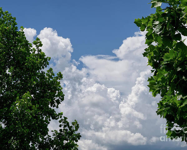 Green Tree Leaves Poster featuring the photograph Trees Clouds Sky by Phil Perkins