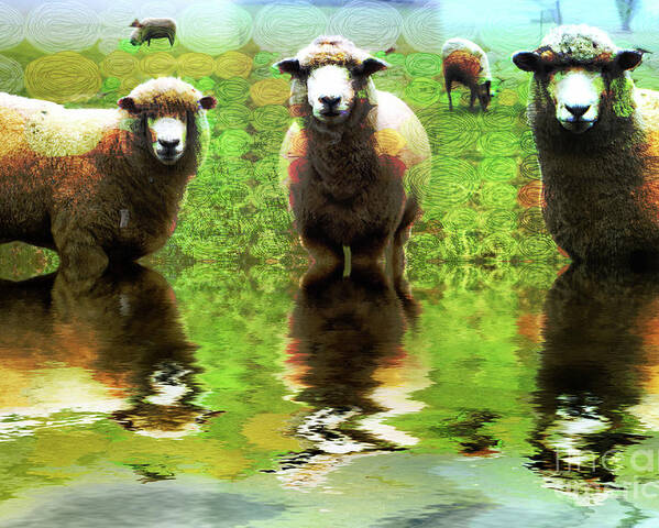 Et66 Faa Competition Entry Poster featuring the photograph Triple Sheep Edit This 66 by Jack Torcello