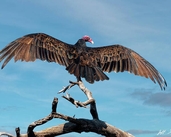 Adult Poster featuring the photograph Turkey Vulture Perched in a Dead Tree by Jeff Goulden