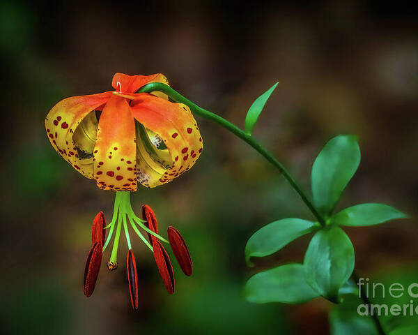 Lily Poster featuring the photograph Turks Cap Lily by Shelia Hunt