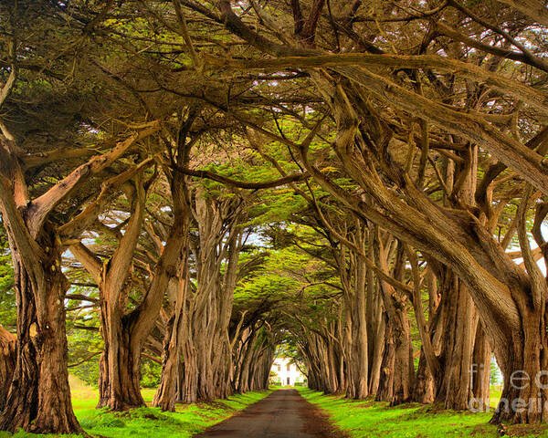 Point Reyes Poster featuring the photograph Twisted Point Reyes Cypress Tunnel by Adam Jewell