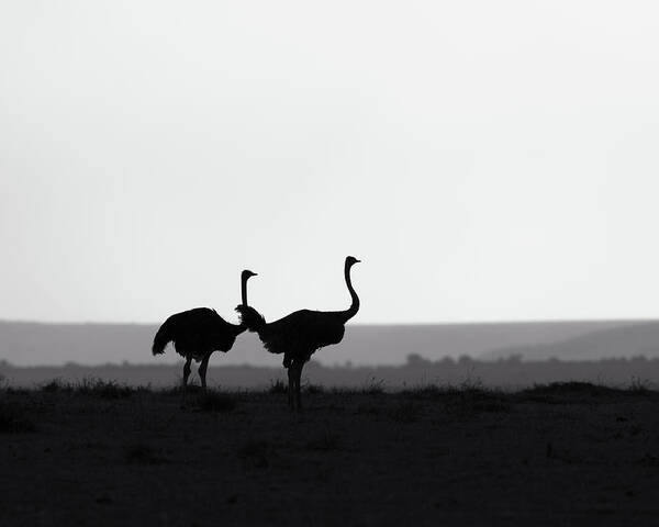 Africa Poster featuring the photograph Two ostriches on a ridge - monochrome by Murray Rudd