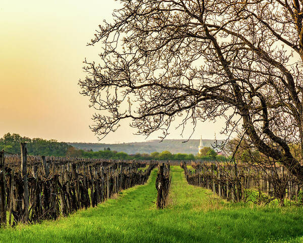 Dark Poster featuring the photograph Vineyard at sunset in early spring by Viktor Wallon-Hars