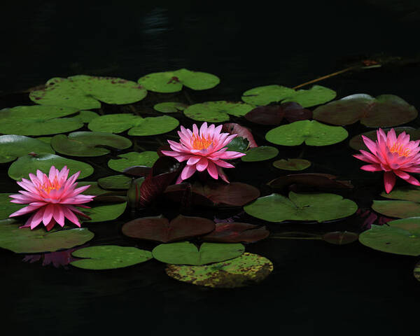 Water Lily Poster featuring the photograph Water Lilies 9 by Richard Krebs