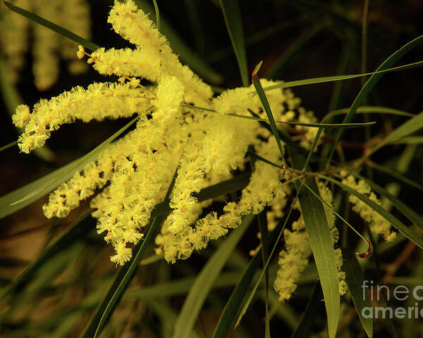 Flora;plant;flower;acacia;wattle;yellow;wildflower Poster featuring the photograph Wattle C02 by Werner Padarin