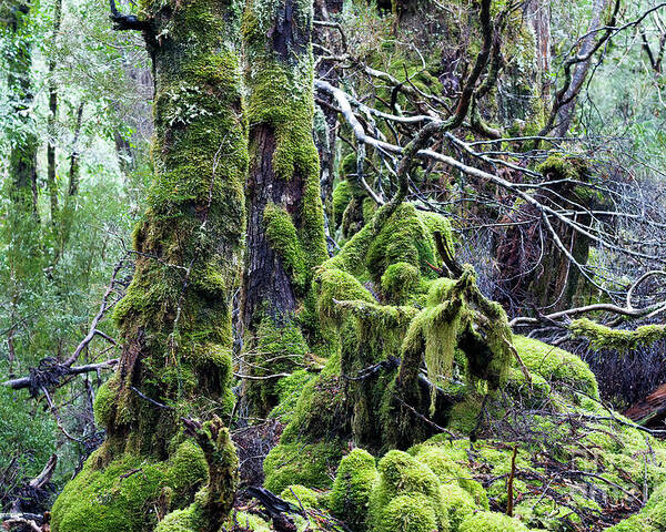 Tasmania Poster featuring the photograph Weindorfer's Forest, Cradle Mountain,Tasmania, Australia by Elaine Teague