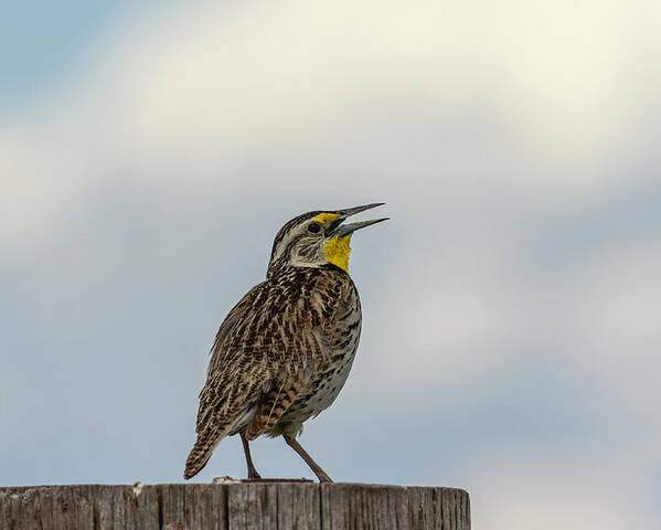 Western Meadowlark Poster featuring the photograph Western Meadowlark 2014 by Thomas Young