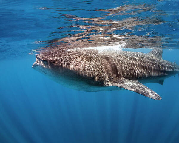 Holbox Poster featuring the photograph whale shark - Rhincodon typus by Olivier Parent