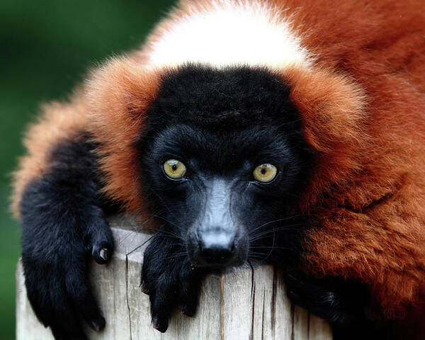 Red Ruffed Lemur Poster featuring the photograph Whatchya Lookin At by Lens Art Photography By Larry Trager