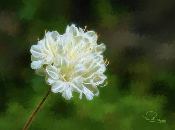 Flower Poster featuring the digital art White Azalea by Ludwig Keck