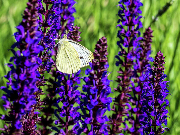 Flowers Poster featuring the photograph White Butterfly by Louis Dallara