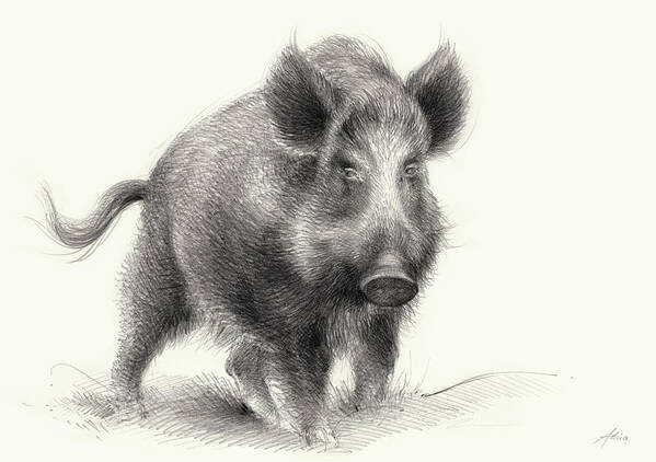 Wilderness Poster featuring the drawing Wild boar by Adriana Mueller