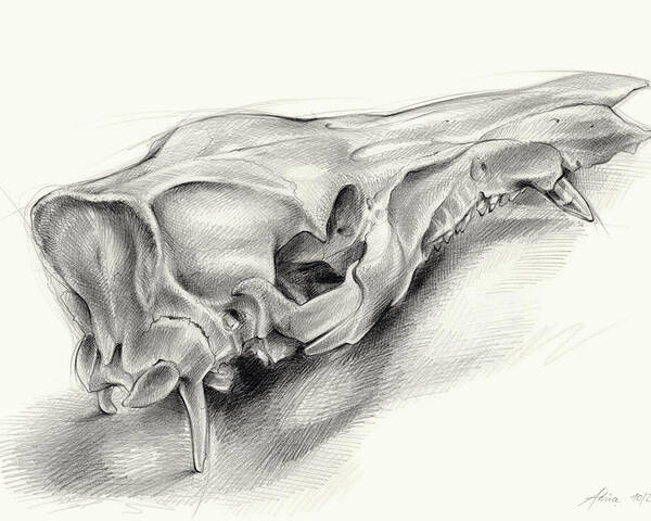 Wild Boar Poster featuring the drawing Wild boar skull and metamorphosis of life 1 by Adriana Mueller