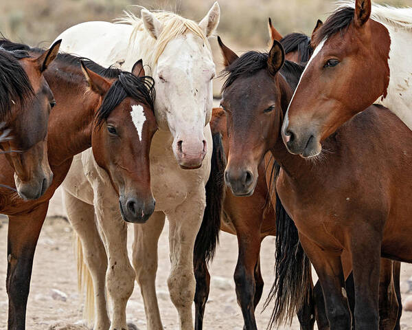 Wild Horses Poster featuring the photograph Wild Horse Huddle by Wesley Aston