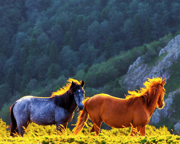 Balkan Mountains Poster featuring the photograph Wild Horses by Evgeni Dinev