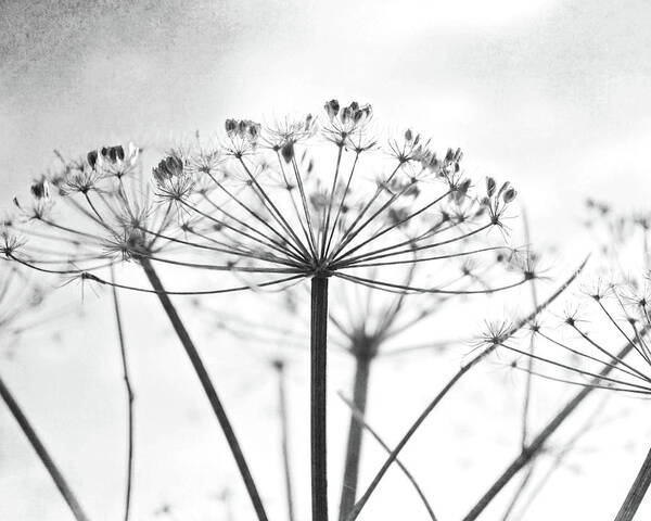 Black And White Poster featuring the photograph Wild Umbel by Lupen Grainne