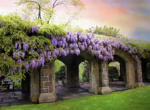 Wisteria Poster featuring the photograph Wisteria in May by Jessica Jenney