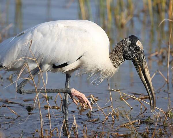 Wood Storks Poster featuring the photograph Wood stork by Mingming Jiang