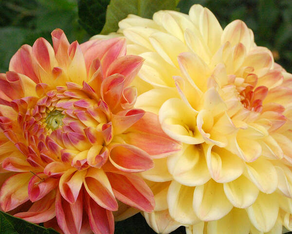 Dahlia Poster featuring the photograph Yellow and Orange Dahlias 1 by Amy Fose