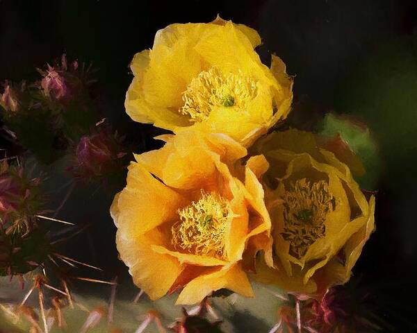 Cactus Flowers Poster featuring the mixed media Yellow cactus flowers by Tatiana Travelways
