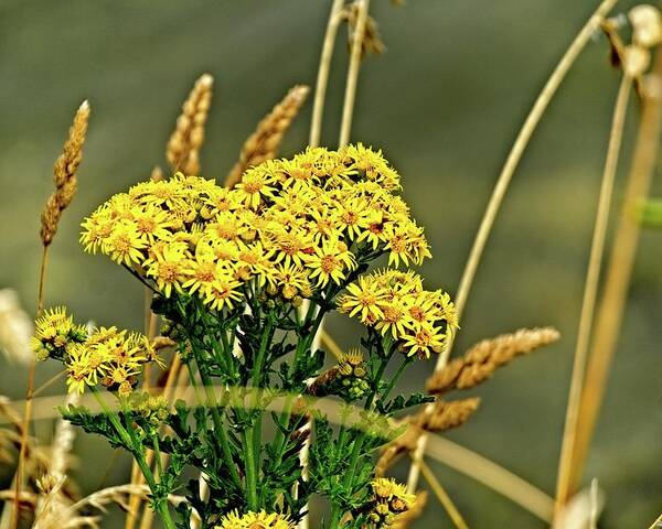 America Poster featuring the photograph Yellow Flowers, Brown Stalks by David Desautel