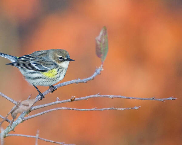Yellow Rumped Warbler Poster featuring the photograph Yellow Rumped Warbler at Patsy Pond by Bob Decker