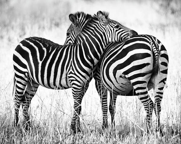 3scape Poster featuring the photograph Zebra Love by Adam Romanowicz