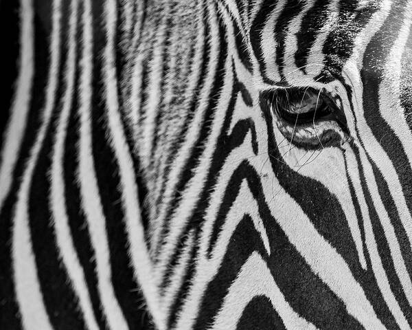 Zebra Poster featuring the photograph Zebra's Eye by Holly Ross
