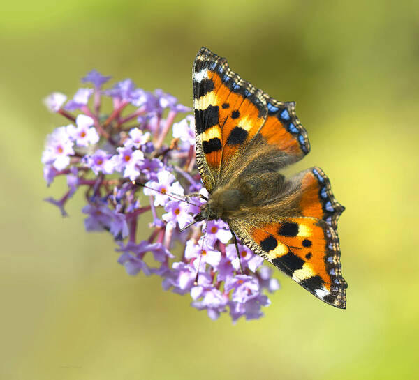 Tortoiseshell Butterfly Poster featuring the photograph Tortoiseshell Butterfly by Steven Poulton