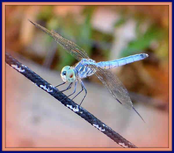 Dragonfly Poster featuring the photograph Fancy Dancy Dragonfly by Lessandra Grimley