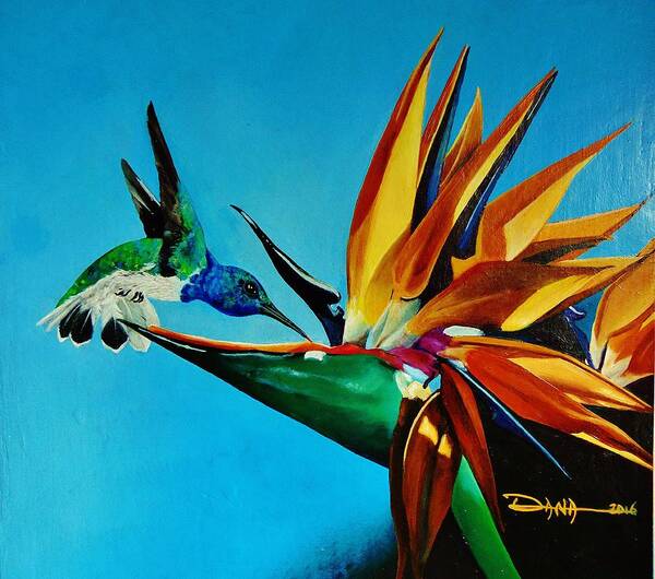 Birds Poster featuring the painting Birds of Paradise with White necked Jacobin hummingbird by Dana Newman