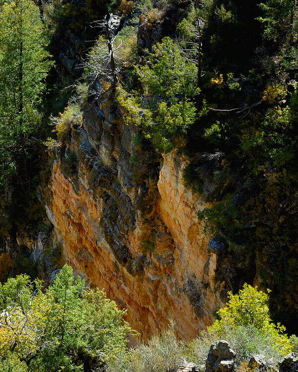 Leaves Poster featuring the photograph Oak Creek Canyon Color 23614 by Jerry Sodorff