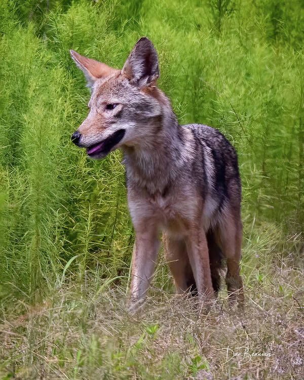 Coyote Poster featuring the photograph Coyote #3976 by Dan Beauvais