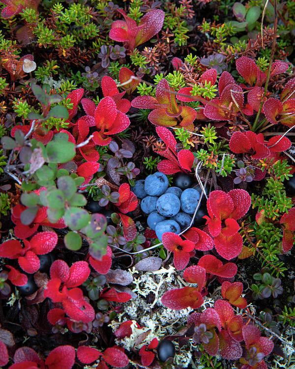 Tundra Poster featuring the photograph Tundra Harvest by Scott Slone