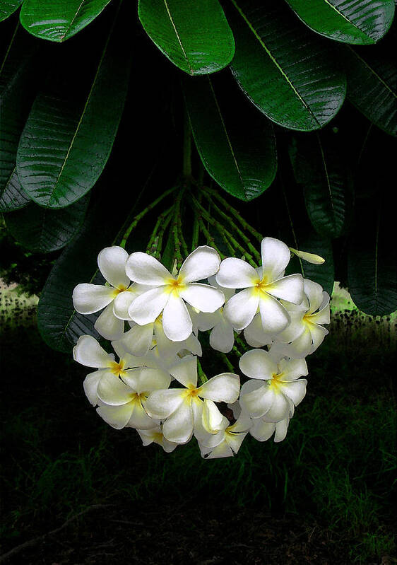 Hawaii Iphone Cases Poster featuring the photograph Kawela Plumeria by James Temple