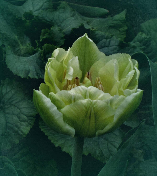 Green Tulip Poster featuring the photograph Not Easy Being Green by Richard Cummings